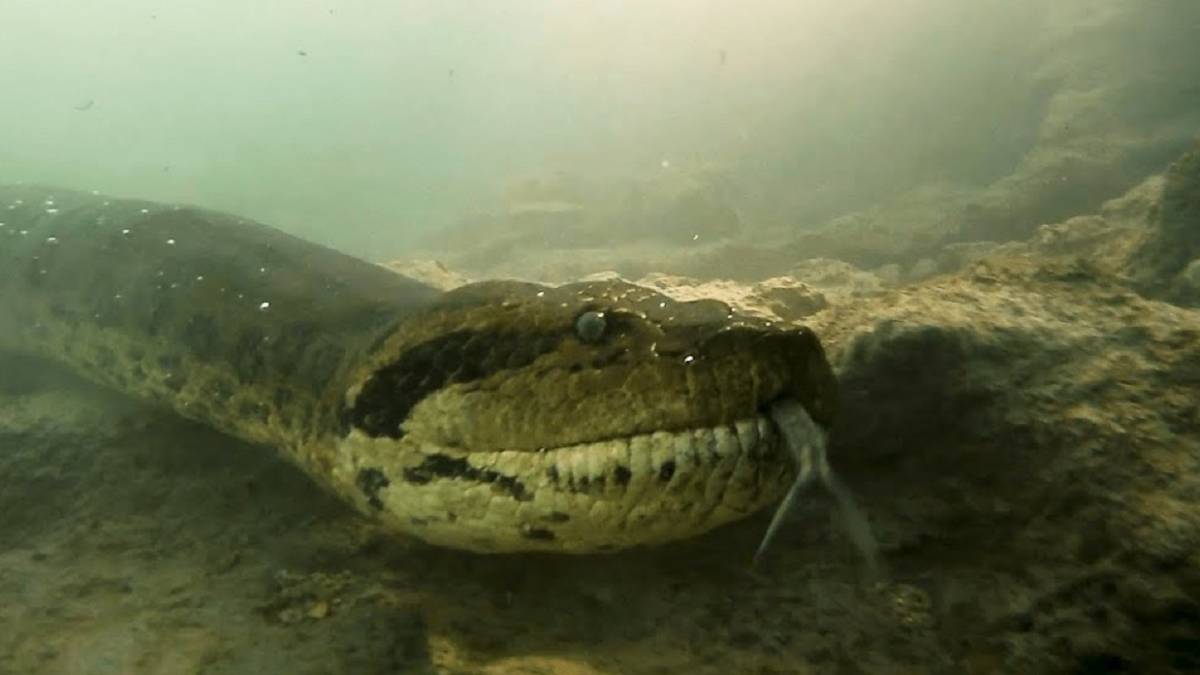 anaconda