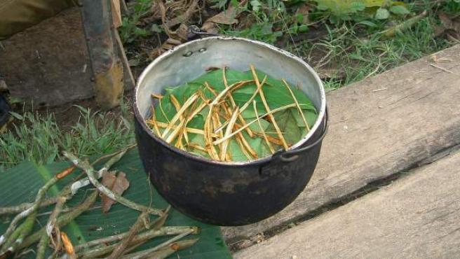 ayahuasca
