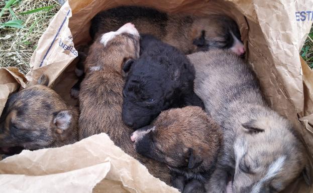 perritos en el amazonas
